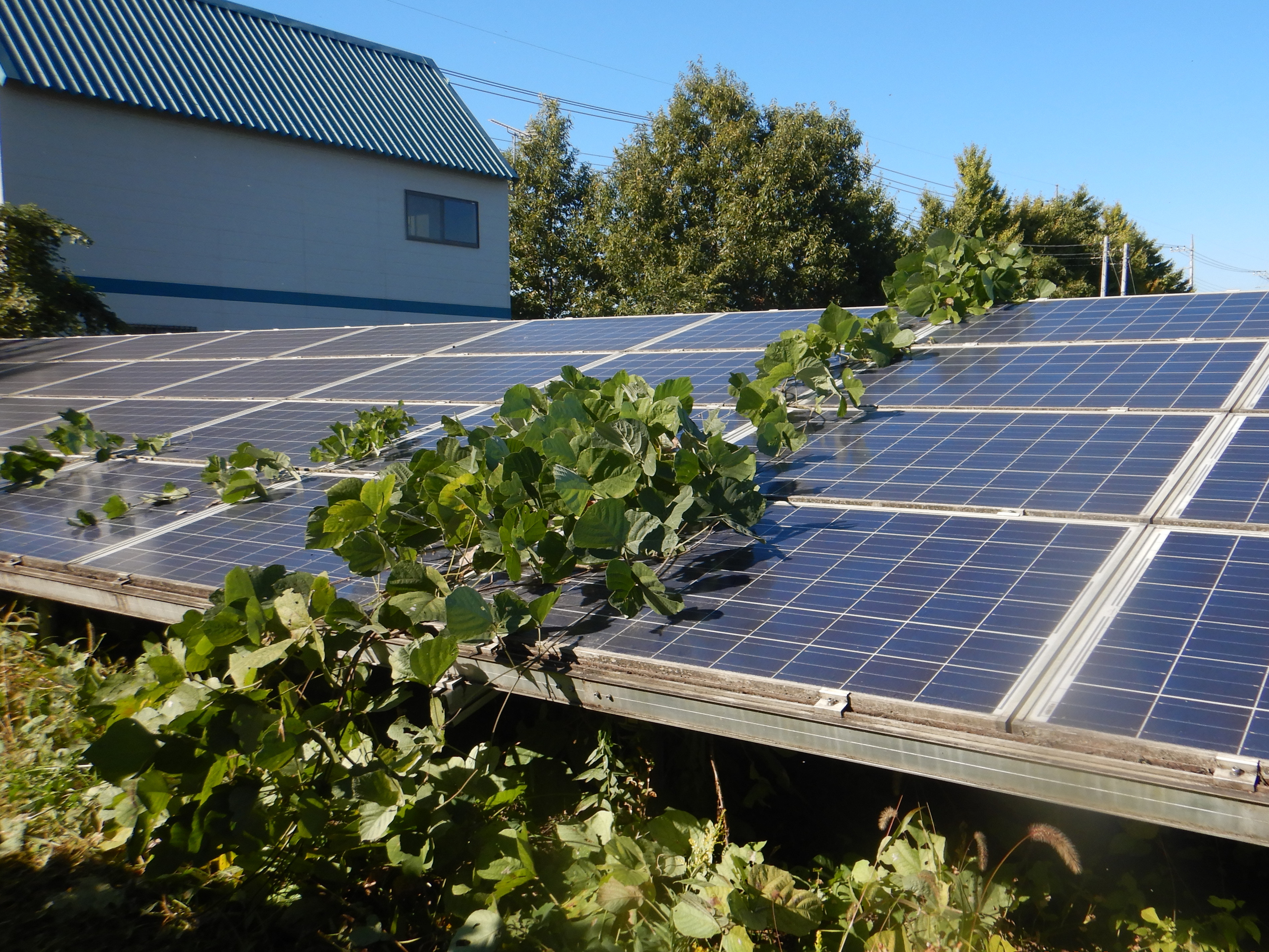 �����ʤ��줿���۸��ѥͥ�